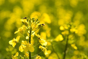 Rapeseed (Brassica napus) is a crop grown for oilseeds, used mainly to produce oil.