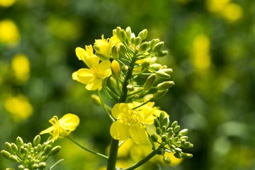 Rapeseed (Brassica napus) is a crop grown for oilseeds, used mainly to produce oil.