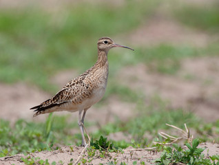 Little curlew perched
