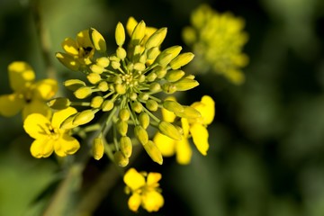 Rapeseed (Brassica napus) is a crop grown for oilseeds, used mainly to produce oil.
