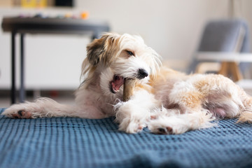 Dog lying on blanket, chewing on a bone