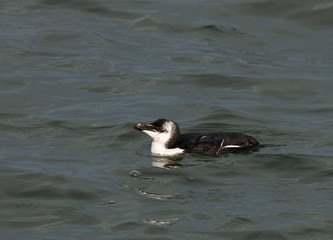 Adult in winter plumage Razorbill (Alca torda) swimming off the southern pier of ijmuiden in the Netherlands.