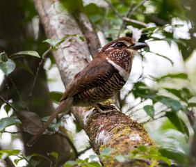 Short-legged Ground-Roller (Brachypteracias leptosomus) perched in a tree in Madagascar.