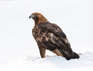 Golden Eagle, Aquila chrysaetos, resting on his prey in the snow in northern Finland.