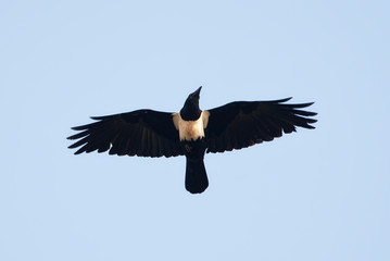  Pied Crow, Corvus albus, flying above Gambian coast.