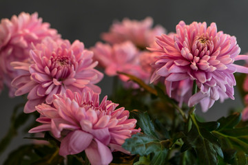 pink chrysanthemum flower bouquet