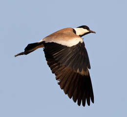 Spur-winged Plover (Vanellus spinosus) in flight over a swamp in the Gambia.