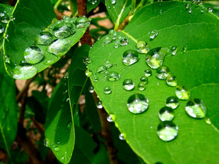 Rain photographed  in Baixo Guandu, Espirito Santo - Southeast of Brazil. Atlantic Forest Biome. Picture made in 2006