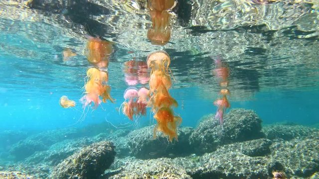 Several jellyfish below water surface in Mediterranean sea, Mauve stinger Pelagia noctiluca, Spain