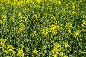 Rapeseed (Brassica napus) is a crop grown for oilseeds, used mainly to produce oil.