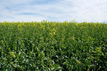 Fototapeta na wymiar Rapeseed (Brassica napus) is a crop grown for oilseeds, used mainly to produce oil.