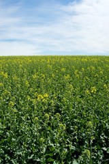 Rapeseed (Brassica napus) is a crop grown for oilseeds, used mainly to produce oil.