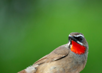 Adult male Siberian rubythroat (Calliope calliope) in the hand in China. Caught during spring migration for research and ringing.
