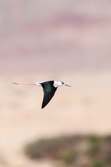 Black-winged Stilt (Himantopus himantopus) during spring migration flying over de the Negev Desert near Eilat in Israel.