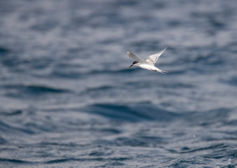 Fototapeta na wymiar First-winter Roseate Tern (Sterna dougallii) in flight over the Atlantic ocean off the island Graciosa in the Azores.