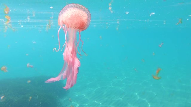 Beautiful jellyfish underwater below water surface in the Mediterranean sea, Mauve stinger Pelagia noctiluca