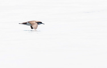 Manx Shearwater (Puffinus puffinus) gliding low over the water in the Atlantic ocean off Cornwall in England during late summer.