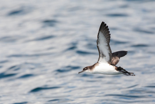 Manx Shearwater (Puffinus puffinus) in flight over the Atlantic ocean off Cornwall in England during late summer. Banking away, showing under wing pattern.