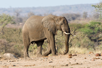 Fototapeta na wymiar African Elephant (Loxodonta africana) in the Kruger national park, South Africa.