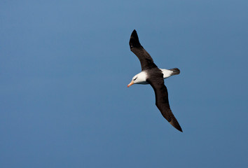 Fototapeta na wymiar Black-browed Albatross (Thalassarche melanophrys) in flight over the southern atlantic oceans near Antarctica.