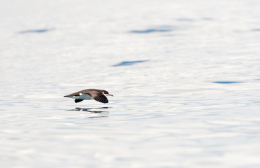 Fototapeta premium Manx Shearwater (Puffinus puffinus) in fligh, glidiing low of the surface of the Atlantic ocean off Cornwall in England during late summer.