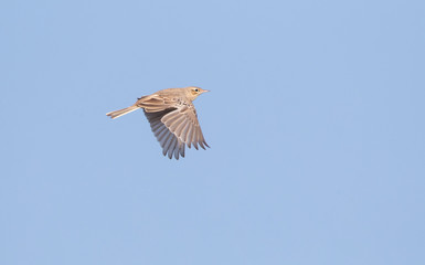 Tawny Pipit (Anthus campestris) during autumn migration in Cape Kaliakra, along the Bulgarian Black sea coast.