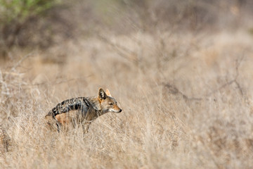 Naklejka na ściany i meble Black-backed Jackal (Canis mesomelas) during the dry season in the Kruger National Park in South Africa. Making toilet in tall grass.