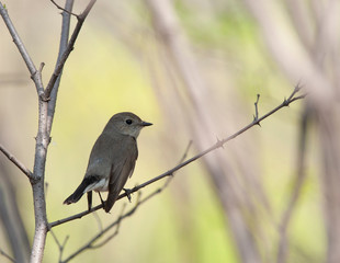 Taiga Flycatcher in a tree