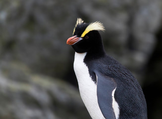 Erect-crested Penguin (Eudyptes sclateri) on the Antipodes Islands, New Zealand. Seen from up close.