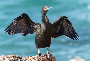 Mediterranean Shag (Phalacrocorax aristotelis desmarestii) at the coast of Calella in Catalonia, Spain. Adult in non-breeding plumage, drying its wings.