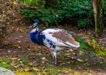 Iridescent peacock in the colors white, blue, brown and green, Color and pigment mutations, popular...