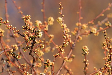 background of spring Buds of blackthorn or sloe, Prunus spinosa specie