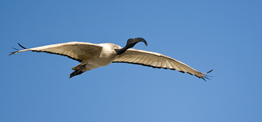 African Sacred Ibis (Threskiornis aethiopicus) in flight in South Africa, seen from the front. Flying against a blue sky as a background. Gliding overhead.