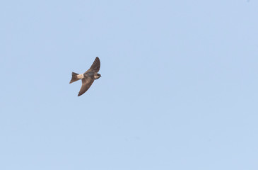 First-winter Common House Martin (Delichon urbicum) during autumn migration on the Black sea coast of Bulgaria. First-winter in flight, seen from above.