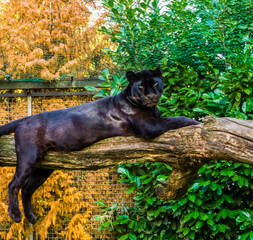 black panther laying on a tree branch, pigmentation variation, popular zoo animal © Charlotte B