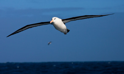 Black-browed Albatross (Thalassarche melanophrys) in flight over the southern atlantic oceans near Antarctica.