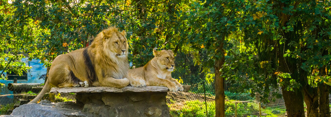 lion couple, male and female lion laying together on a rock, Wild cats from Africa, Vulnerable...
