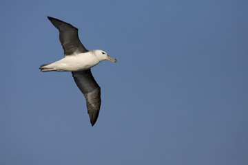 Fototapeta na wymiar Immature Black-browed Albatross (Thalassarche melanophrys) flying above the wide open southern Atlantic ocean. 