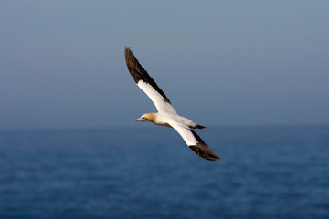 Cape Gannet, Morus capensis, in flight