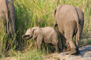 African Elephant cow and her young calf (Loxodonta africana) in the Kruger national park, South Africa.