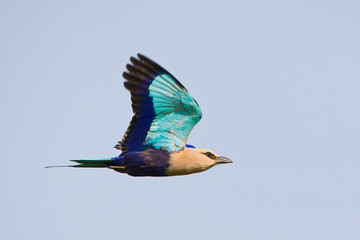 Adult Blue-bellied Roller (Coracias cyanogaster) flying, showing under wing.

