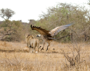 Obraz na płótnie Canvas Critically Endangered African White-backed Vulture (Gyps africanus) in Kruger National Park in South Africa. Flying will male Lion in the background.