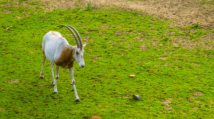scimitar oryx walking in a grass pasture, animal specie that is extinct in the wild