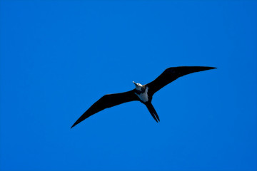 Immature Ascension Frigatebird (Fregata aquila) in flight over Ascension island in the center of the Atlantic ocean on the equator 