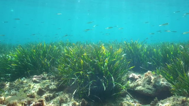 Posidonia oceanica seagrass with small fish underwater in Mediterranean sea, France