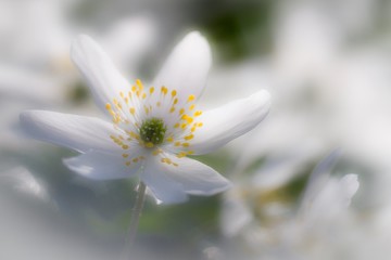white flower