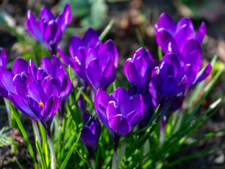 Deep blue or violet crocuses Ruby Giant on natural garden background. Soft selective focus. Spring theme for design.