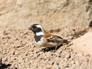 Male Cape Sparrow (Passer melanurus) standing on the ground in Leshoto.