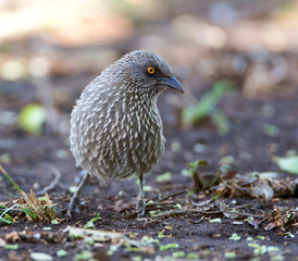 Obraz premium Arrow-marked Babbler (Turdoides jardineii) foraging on the ground in the Kruger National Park in South Africa.