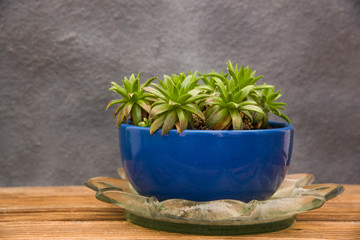 succulent plant in clay pot